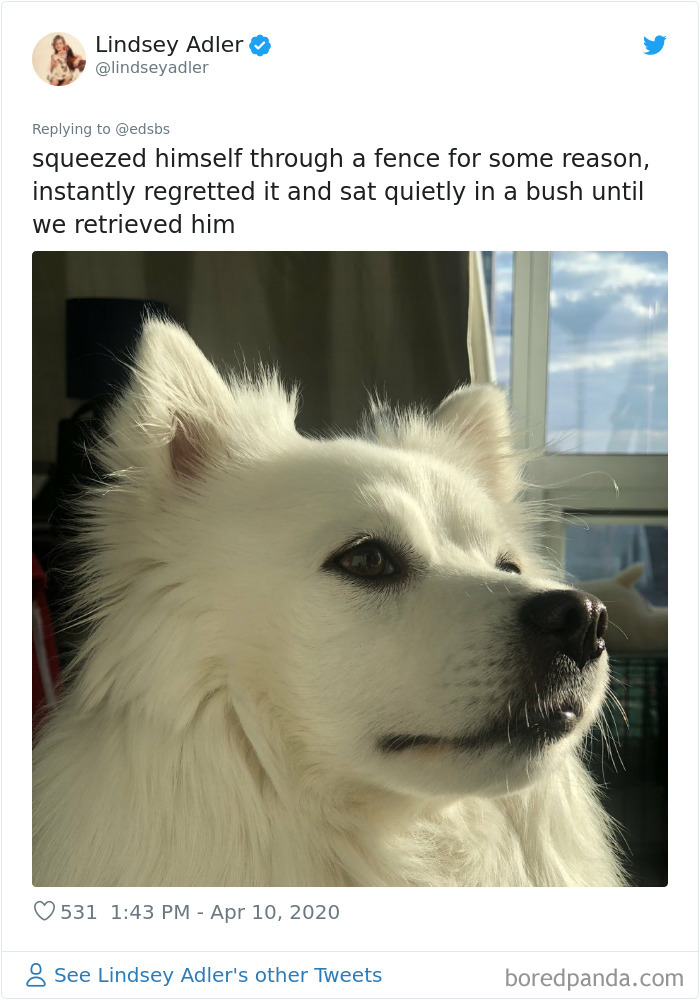 Dumbest-Dogs-Funny-Fails