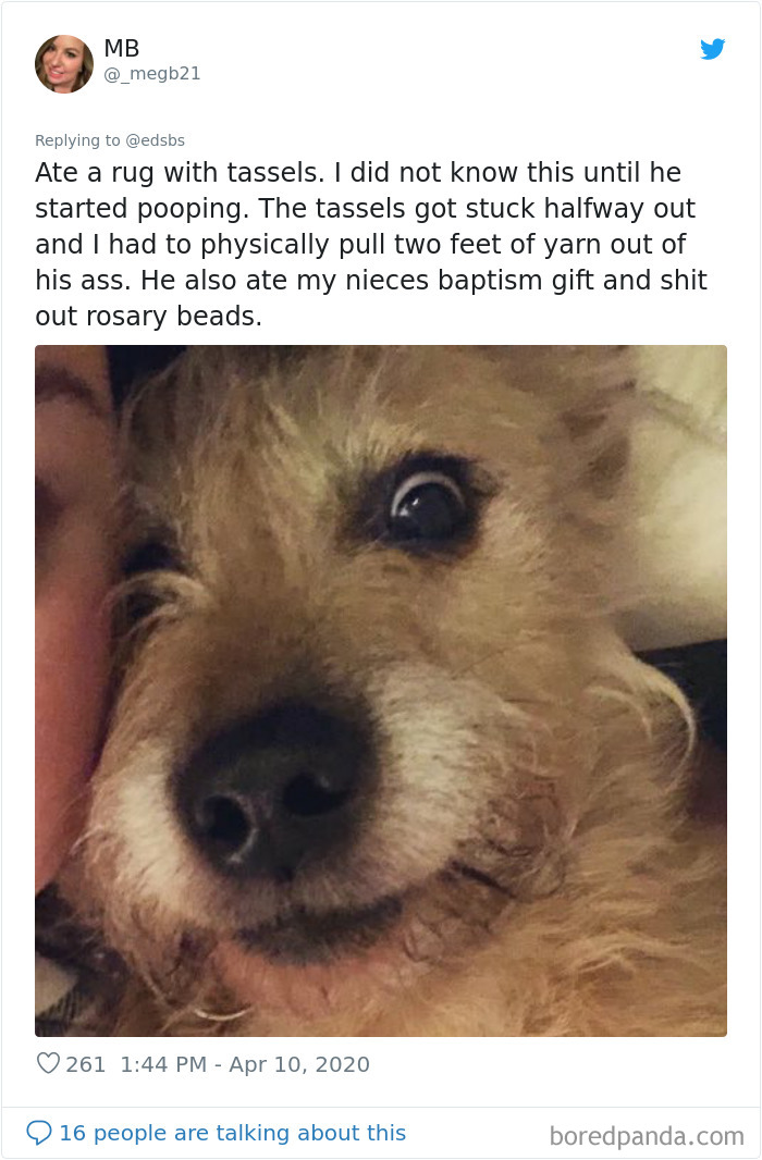 Dumbest-Dogs-Funny-Fails