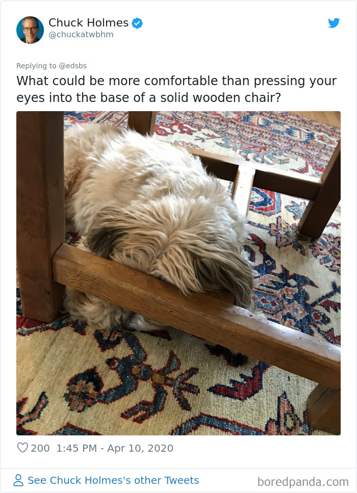 Dumbest-Dogs-Funny-Fails