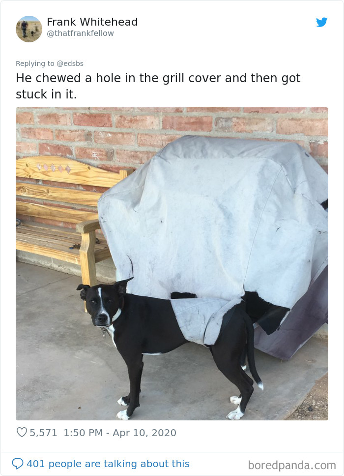 Dumbest-Dogs-Funny-Fails