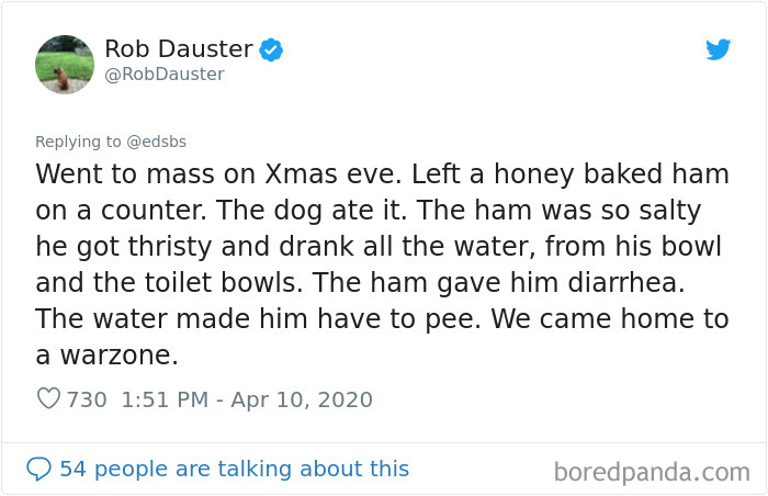 Dumbest-Dogs-Funny-Fails