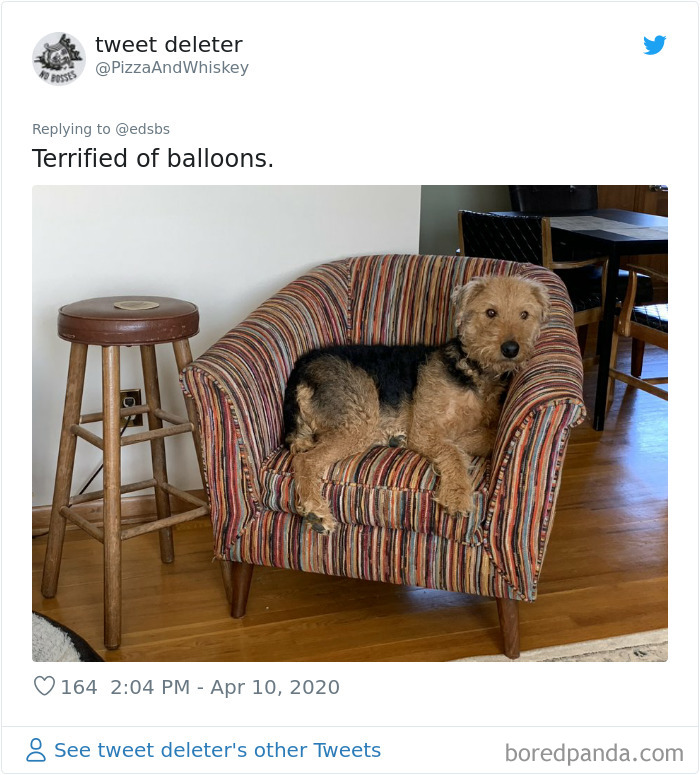 Dumbest-Dogs-Funny-Fails