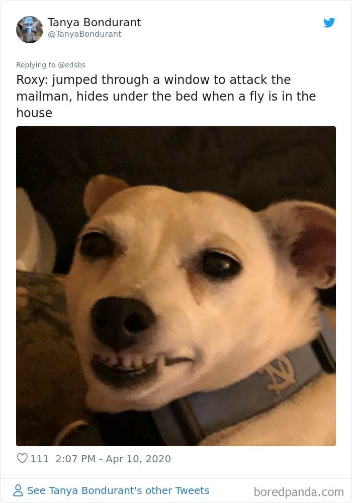 Dumbest-Dogs-Funny-Fails