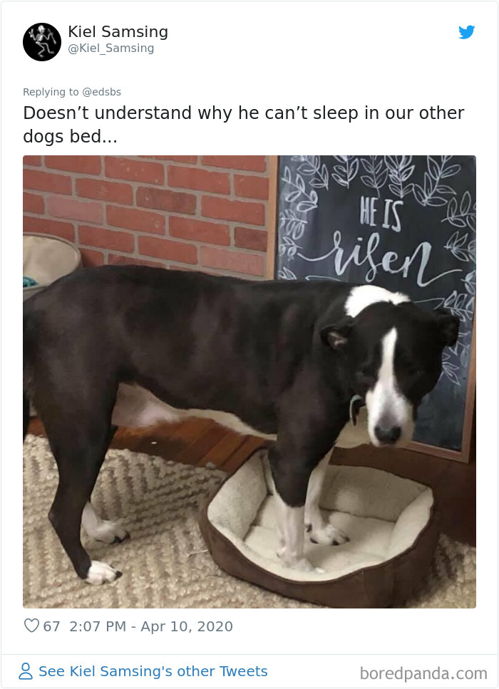 Dumbest-Dogs-Funny-Fails