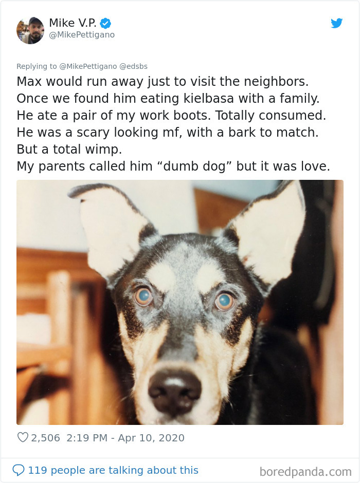 Dumbest-Dogs-Funny-Fails