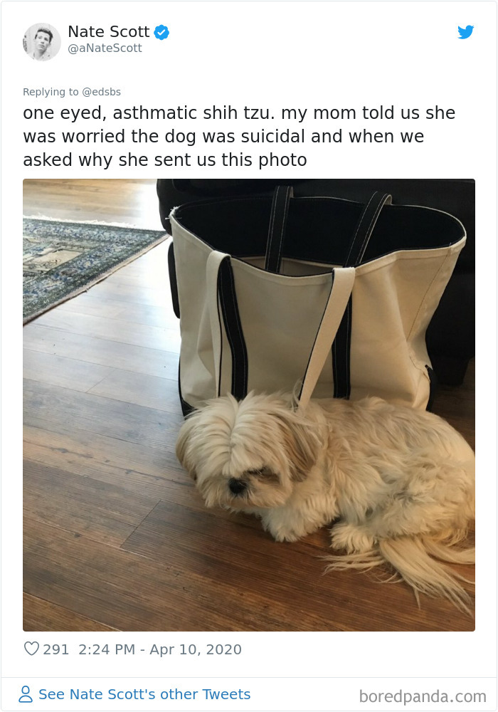 Dumbest-Dogs-Funny-Fails