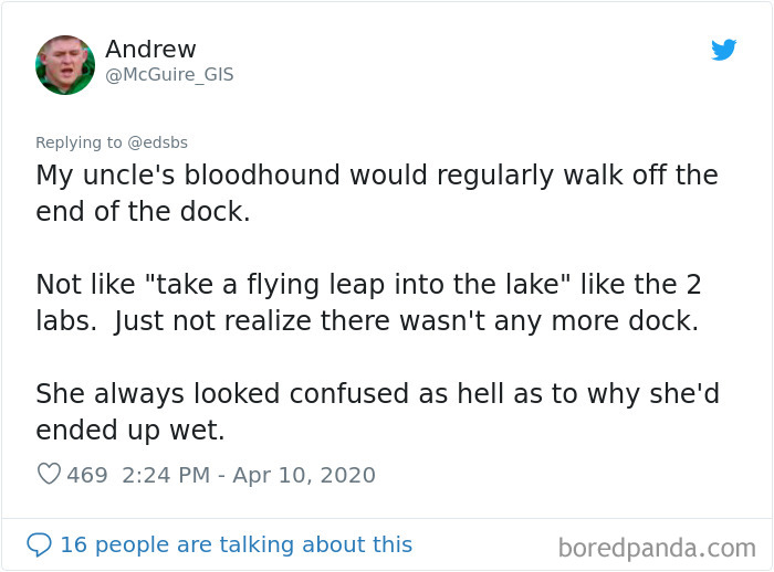 Dumbest-Dogs-Funny-Fails