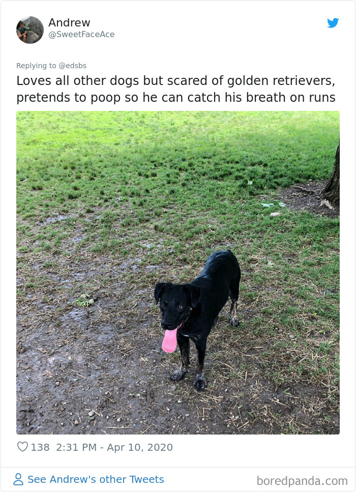 Dumbest-Dogs-Funny-Fails