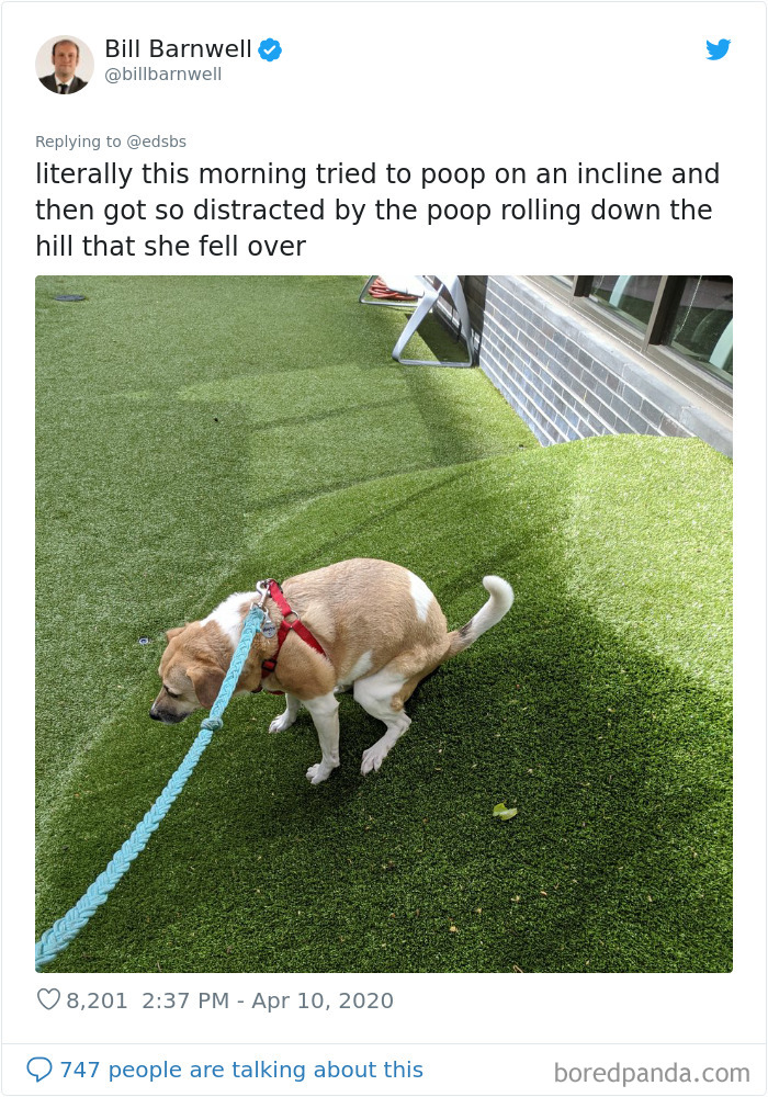 Dumbest-Dogs-Funny-Fails