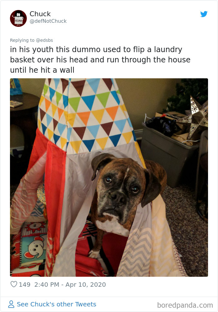 Dumbest-Dogs-Funny-Fails