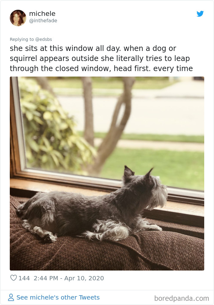 Dumbest-Dogs-Funny-Fails