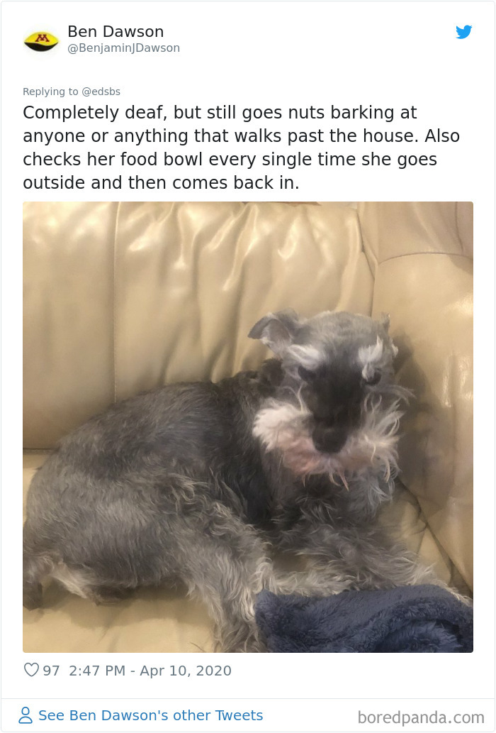 Dumbest-Dogs-Funny-Fails