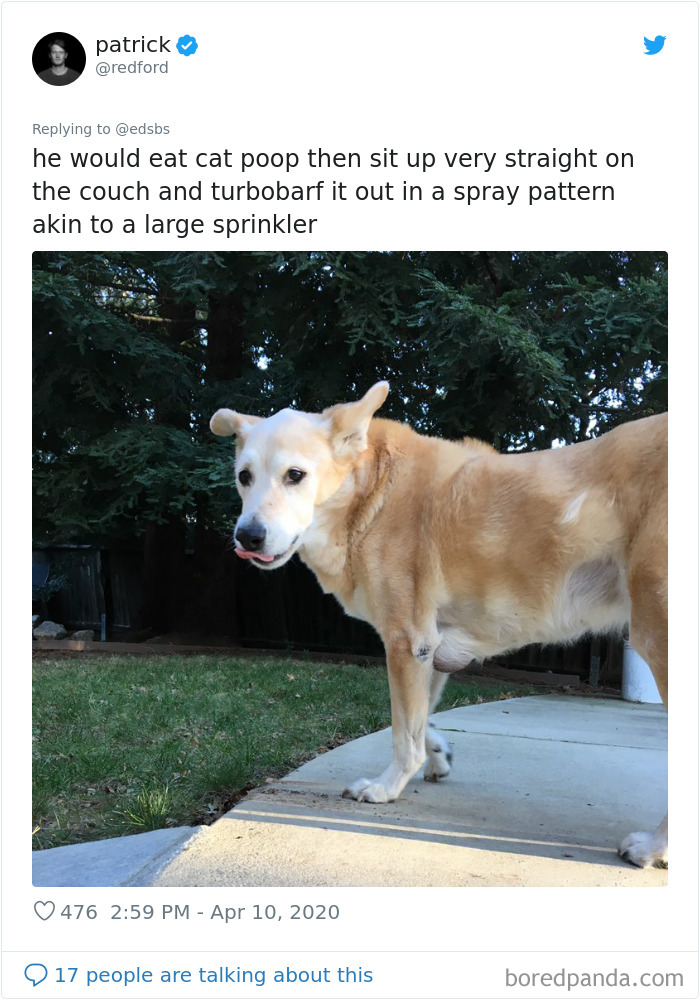 Dumbest-Dogs-Funny-Fails