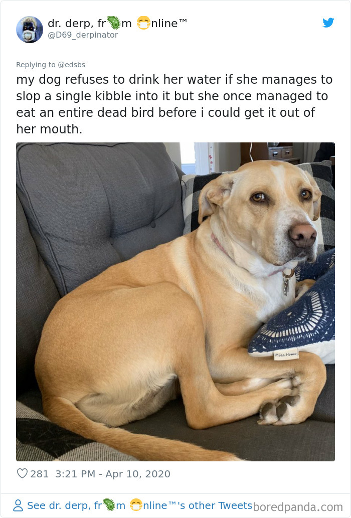 Dumbest-Dogs-Funny-Fails