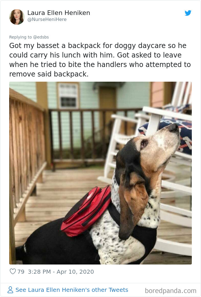 Dumbest-Dogs-Funny-Fails