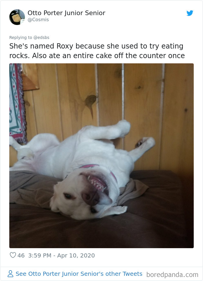 Dumbest-Dogs-Funny-Fails