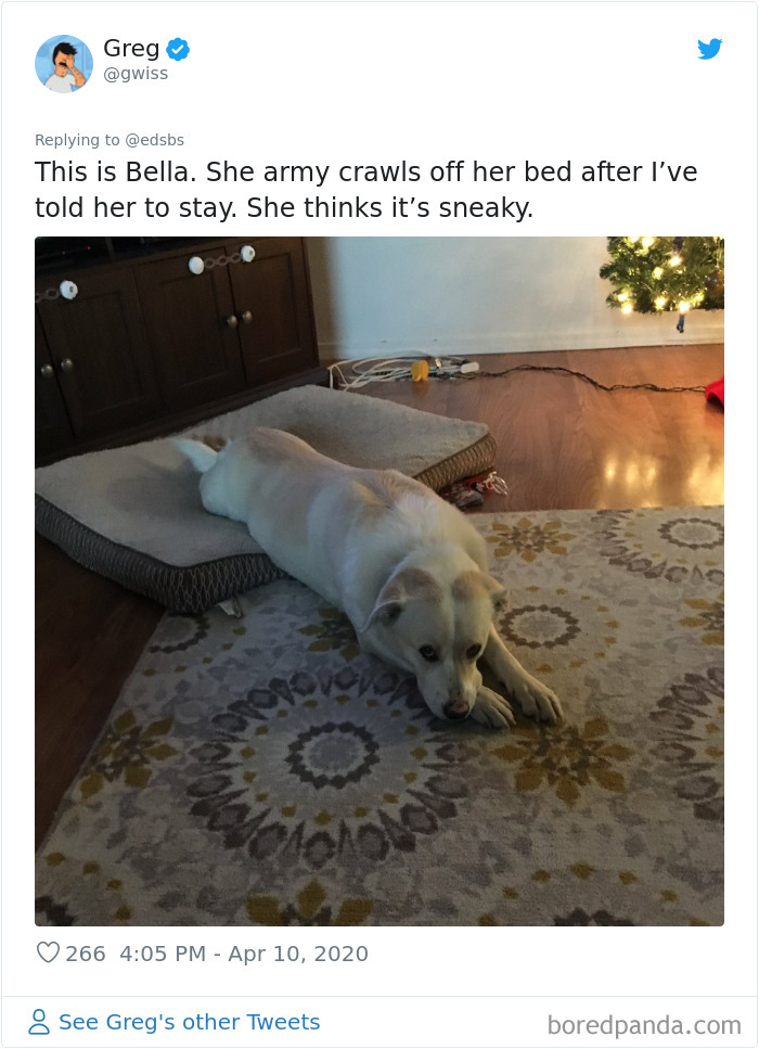 Dumbest-Dogs-Funny-Fails