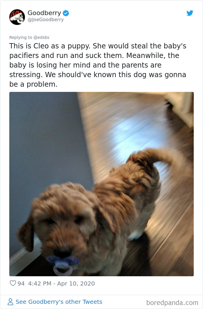 Dumbest-Dogs-Funny-Fails