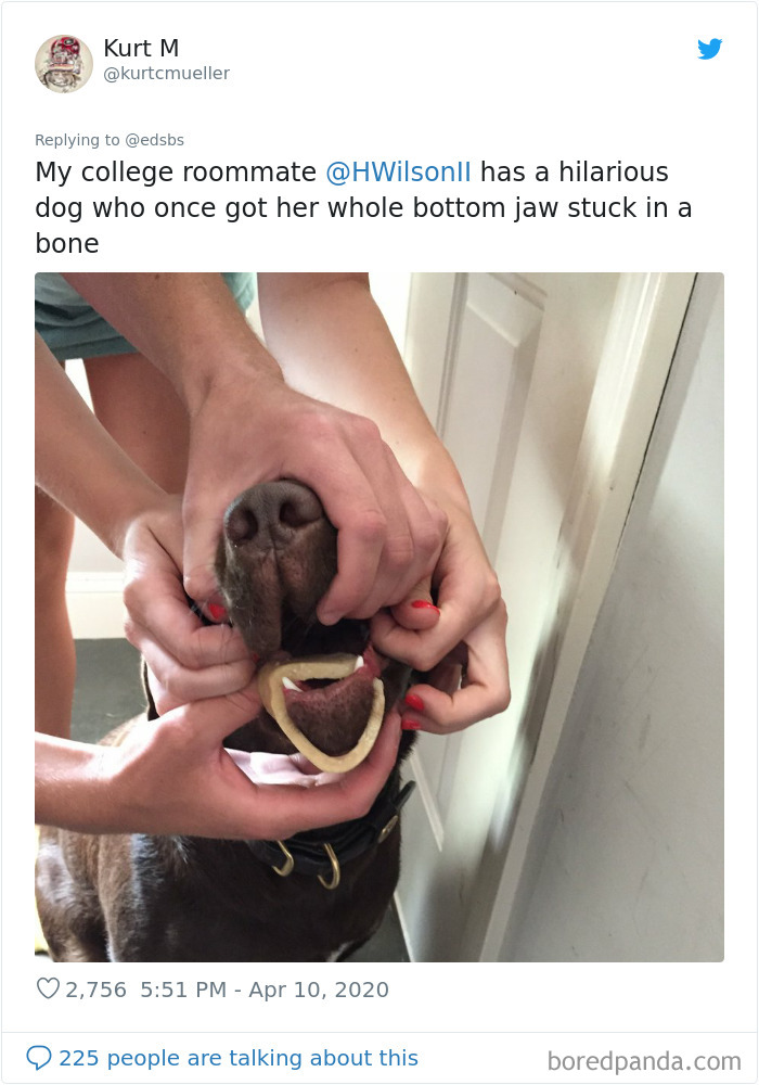 Dumbest-Dogs-Funny-Fails