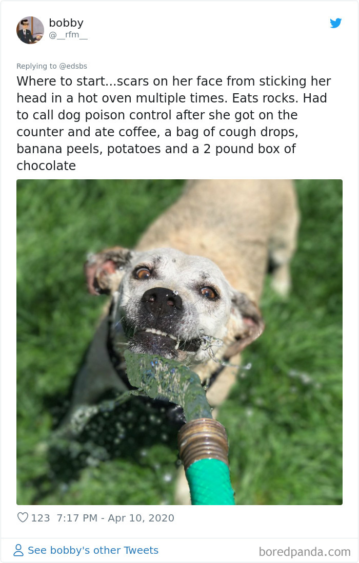 Dumbest-Dogs-Funny-Fails