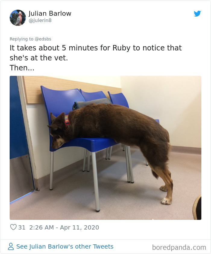 Dumbest-Dogs-Funny-Fails