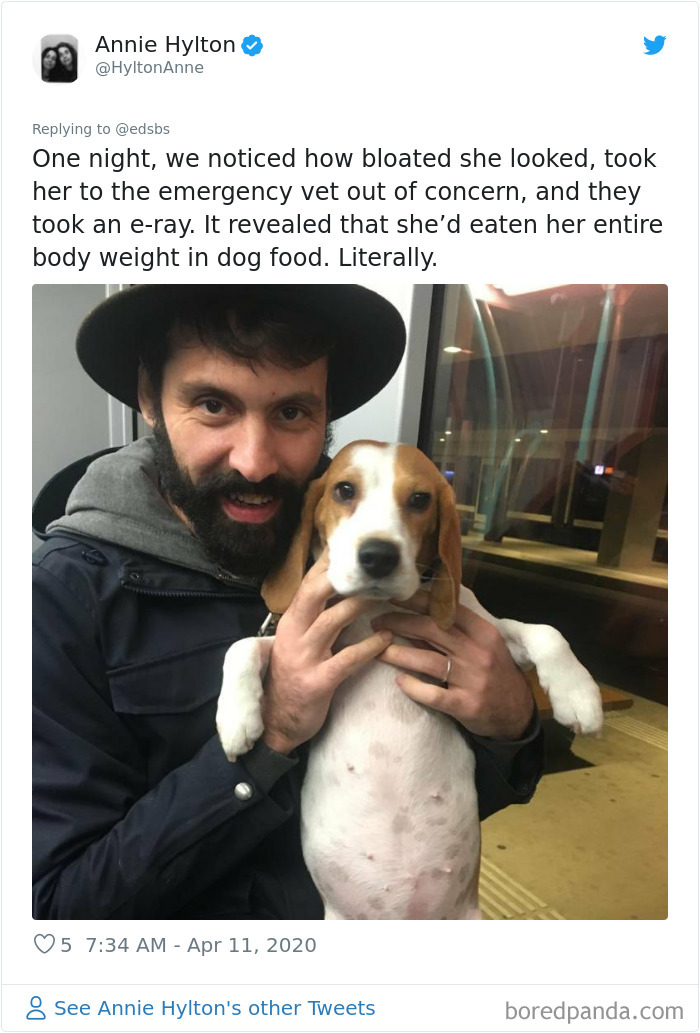 Dumbest-Dogs-Funny-Fails