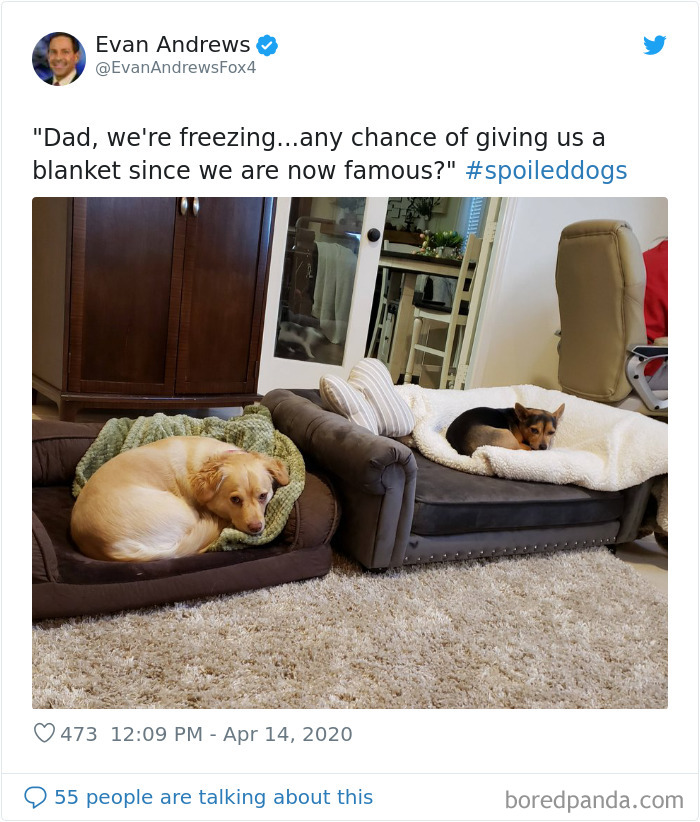 Weatherman Brightens Up People&rsquo;s Days By Letting His Pets Hang Out In The Background During Broadcasts