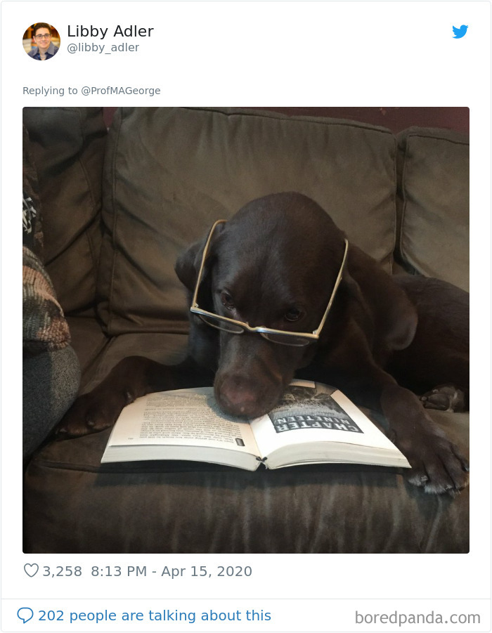 Students-Share-Photos-Pets-Doing-Class-Work