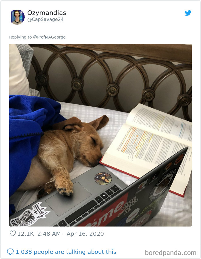 Students-Share-Photos-Pets-Doing-Class-Work