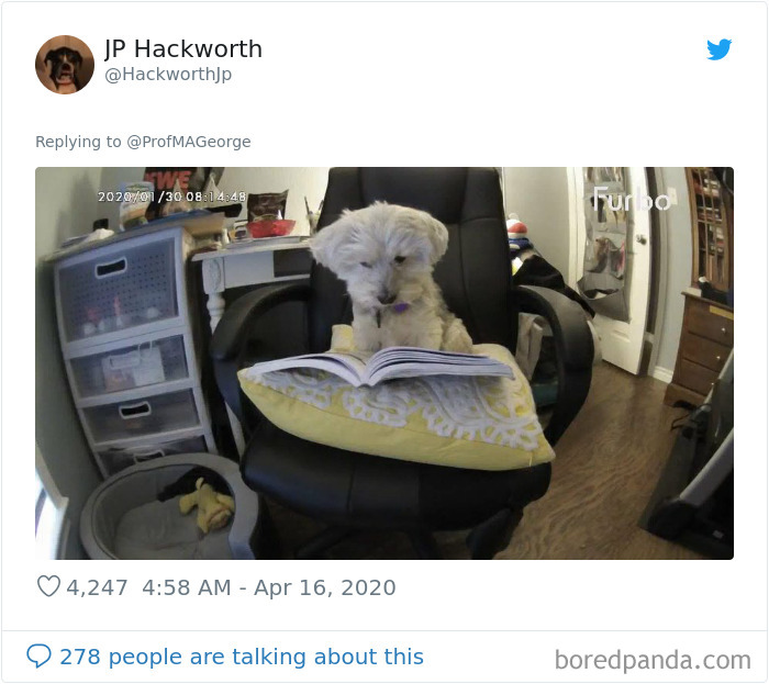 Students-Share-Photos-Pets-Doing-Class-Work