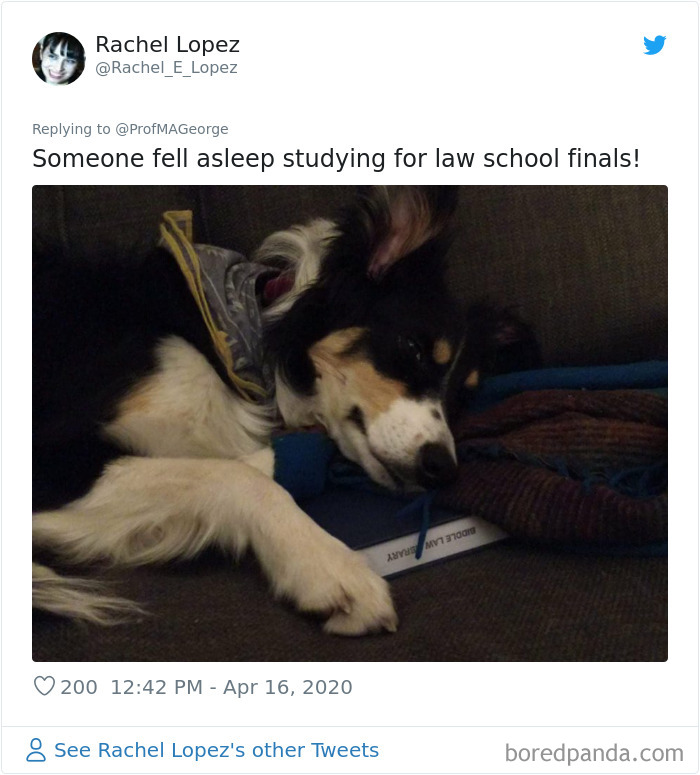 Students-Share-Photos-Pets-Doing-Class-Work