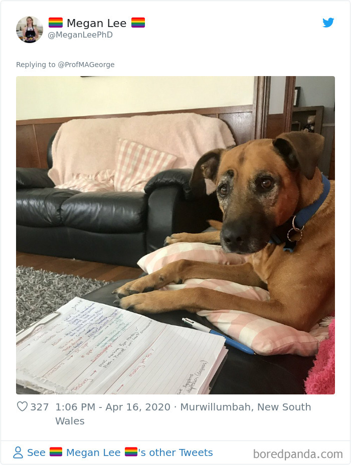 Students-Share-Photos-Pets-Doing-Class-Work