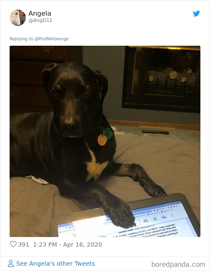 Students-Share-Photos-Pets-Doing-Class-Work