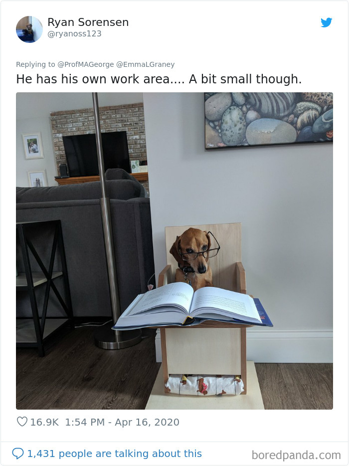 Students-Share-Photos-Pets-Doing-Class-Work
