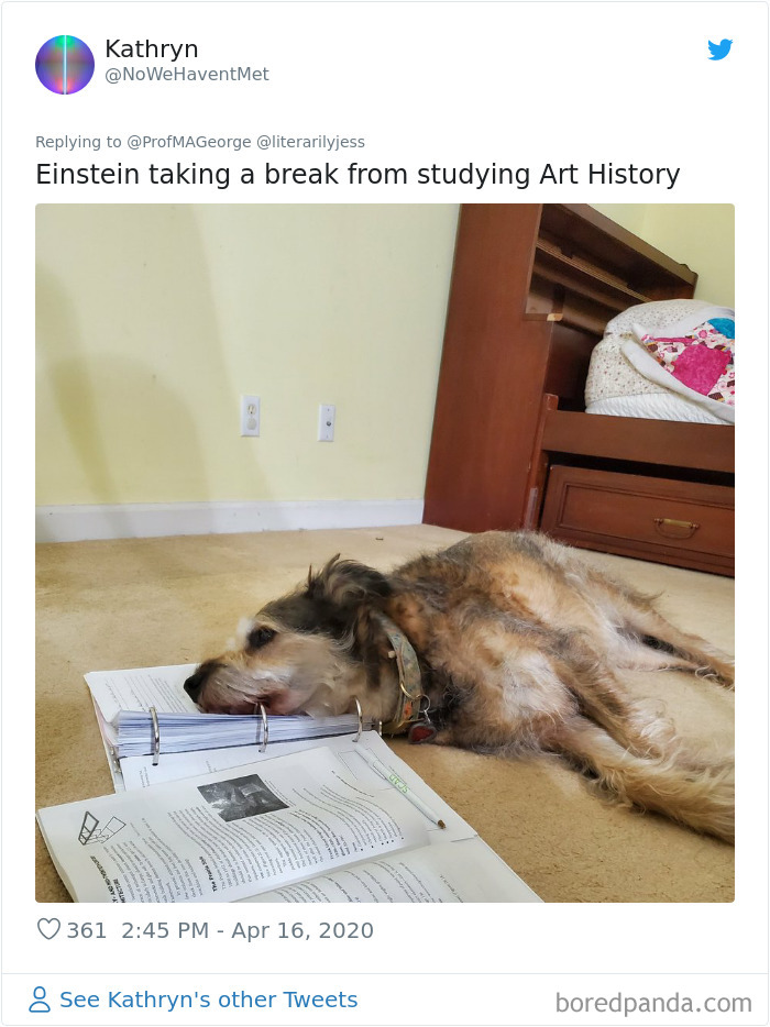 Students-Share-Photos-Pets-Doing-Class-Work