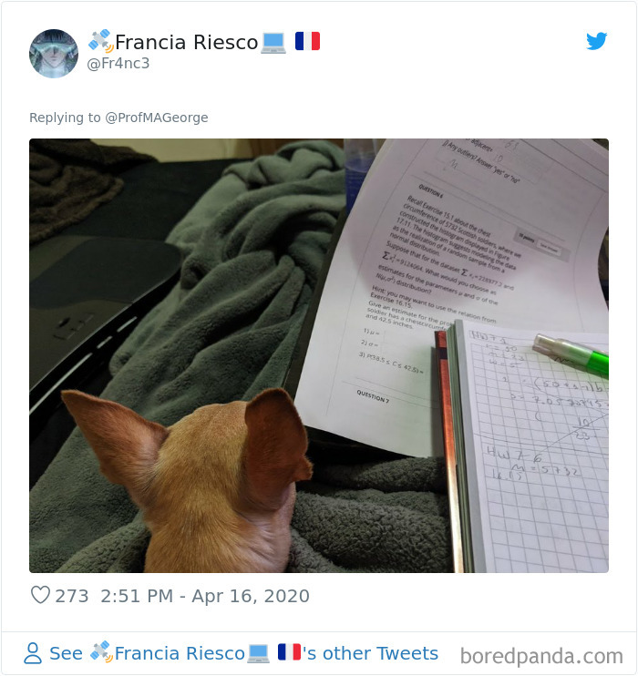 Students-Share-Photos-Pets-Doing-Class-Work