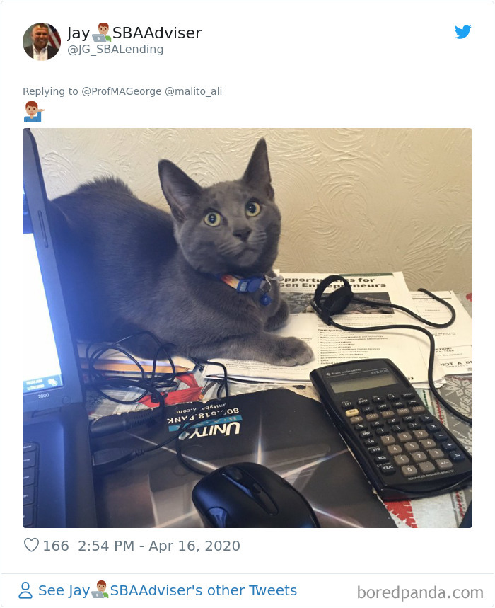 Students-Share-Photos-Pets-Doing-Class-Work