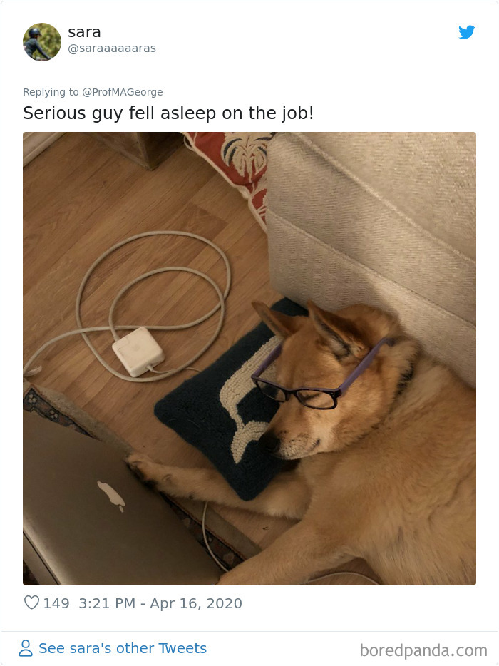 Students-Share-Photos-Pets-Doing-Class-Work