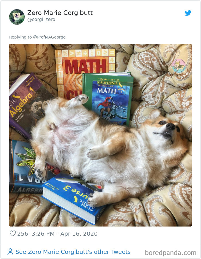 Students-Share-Photos-Pets-Doing-Class-Work