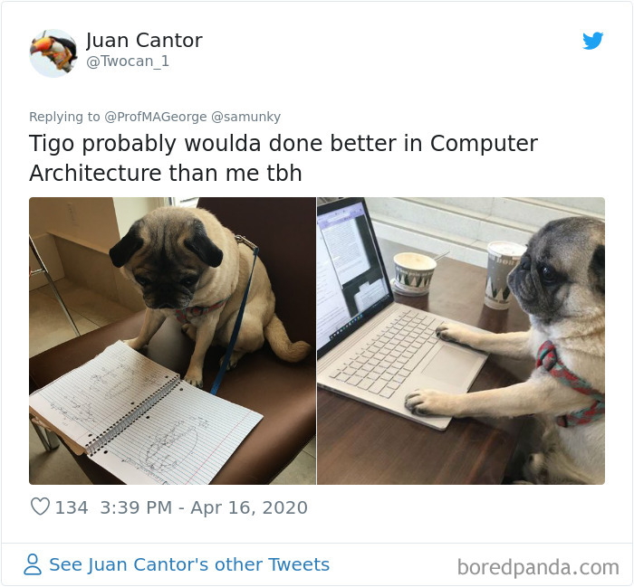 Students-Share-Photos-Pets-Doing-Class-Work