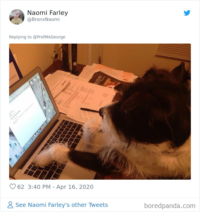 Students-Share-Photos-Pets-Doing-Class-Work