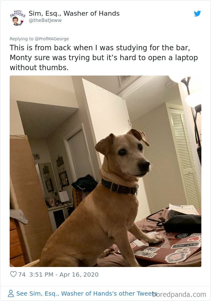 Students-Share-Photos-Pets-Doing-Class-Work