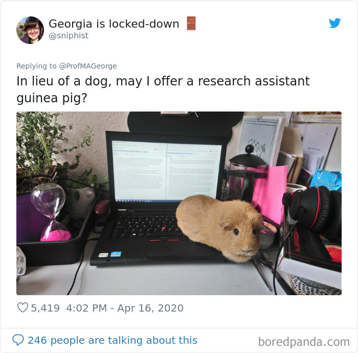 Students-Share-Photos-Pets-Doing-Class-Work