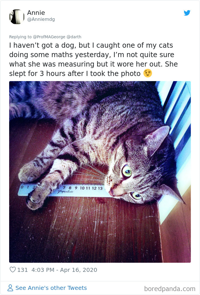 Students-Share-Photos-Pets-Doing-Class-Work