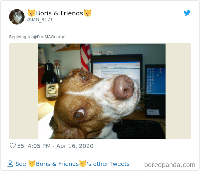 Students-Share-Photos-Pets-Doing-Class-Work