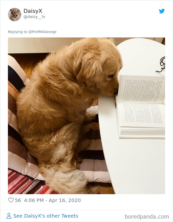 Students-Share-Photos-Pets-Doing-Class-Work