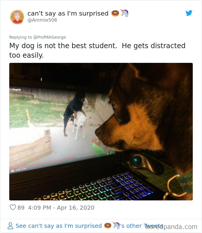 Students-Share-Photos-Pets-Doing-Class-Work