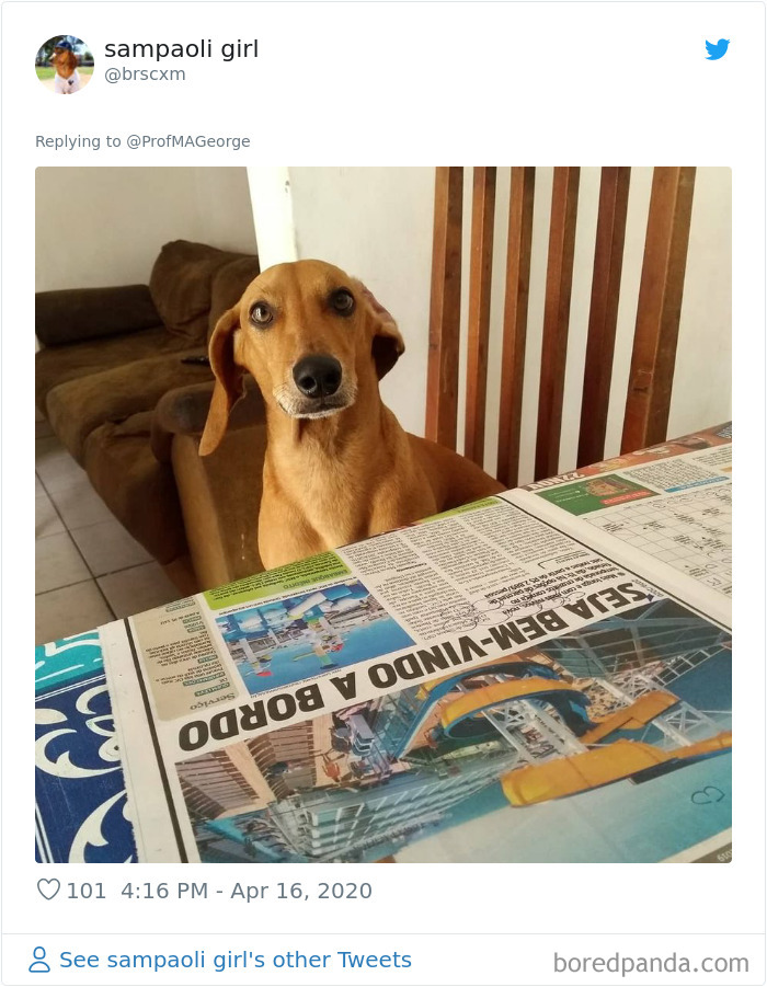 Students-Share-Photos-Pets-Doing-Class-Work