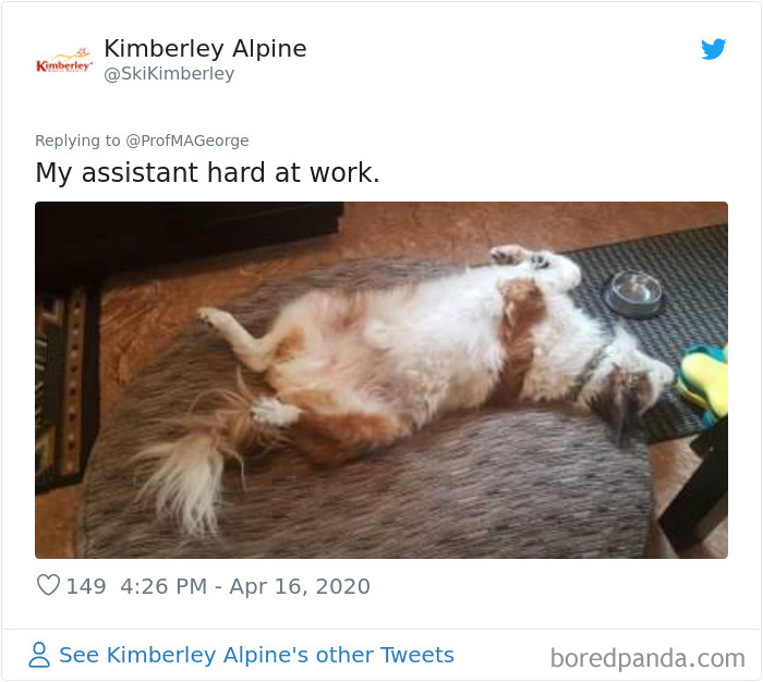 Students-Share-Photos-Pets-Doing-Class-Work