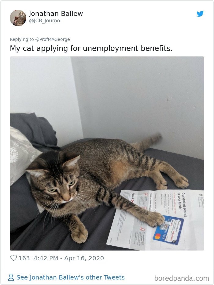 Students-Share-Photos-Pets-Doing-Class-Work